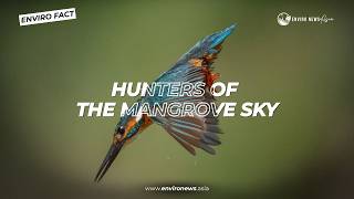 What Birds Live in Mangrove Forests?
