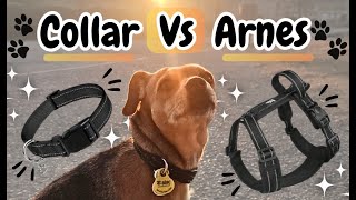 Collar Vs Arnes ¿Cuál es mejor?