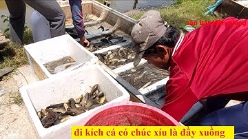 Kích cá vuông tôm không biết cá lóc ở đâu mà vớt hoài không hết | Săn Bắt Kiên Giang