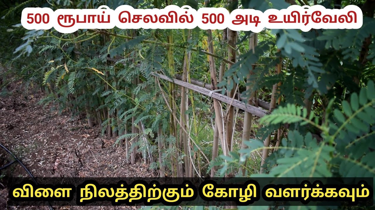 கோழி வளர்க்க அகத்தி செடியில் உயிர்வேலி குறைந்த செலவில் | low cost 500 feet natural fence