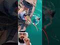 لحظة تسليم صغير عروس البحر لأمه مشهد يحبس الأنفاس تريند اليوم   