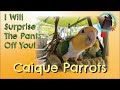 What You Have To Know About #Caique Parrots: A Pet Parrot Like No Other #Parrot_Bliss