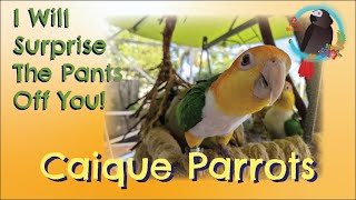 What You Have To Know About #Caique Parrots: A Pet Parrot Like No Other #Parrot_Bliss