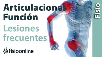 ¿Qué son las articulaciones y cuál es su función?