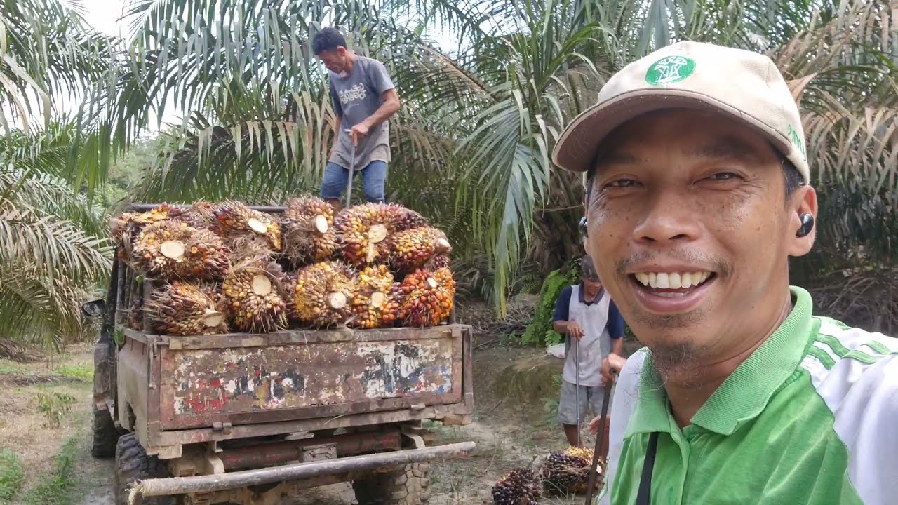 Panen Kelapa Sawit PPKS 239 dan PPKS Simalungun || Umur 4 tahun 10 bulan