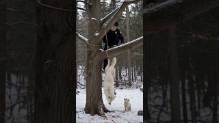 Mother Snow White Wolf Saved by her Cub with the Old Man's Help! #animals #rescue #humanity
