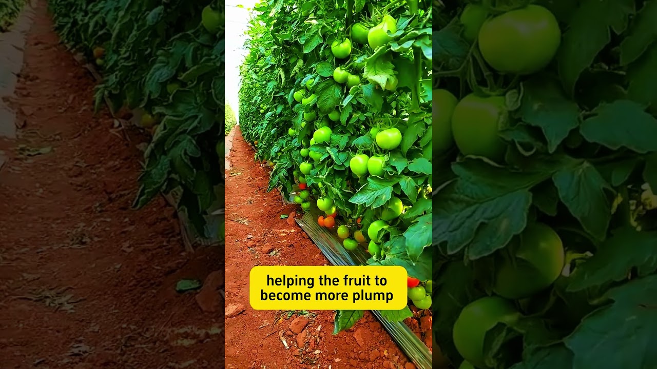 Cutting off the tops of tomato plants increases yield