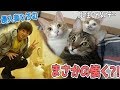 もしも飼い主以外の人が帰ってきたら猫たちはどんな反応をするのか！