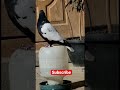 سياه سينه Pigeon كبوتر Kaftarbazi Kaftar Pigeonlove Kabootar Fancybird Pigeonlover سياه سينه Pigeon كبوتر Kaftarbazi Kaftar Pigeonlove Kabootar Fancybird Pigeonlover
