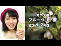 松浦景子さん鈴木のはちみつ（カナダ産ブルーベリー蜂蜜1.2kg）