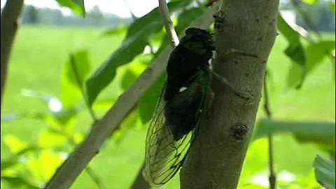 Summer cicada sound and video - DayDayNews