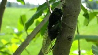 Video thumbnail of "Summer cicada sound and video"