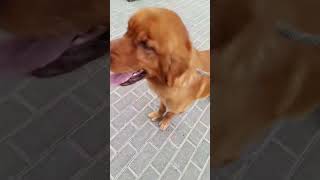 'CUBA' gets hyped after groomed #goldenretriever #dogsandcats #petsandanimals #petgrooming