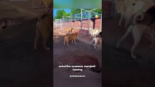 Alpha Dog A Charismalic Dog A True Leader  dog dog shorts