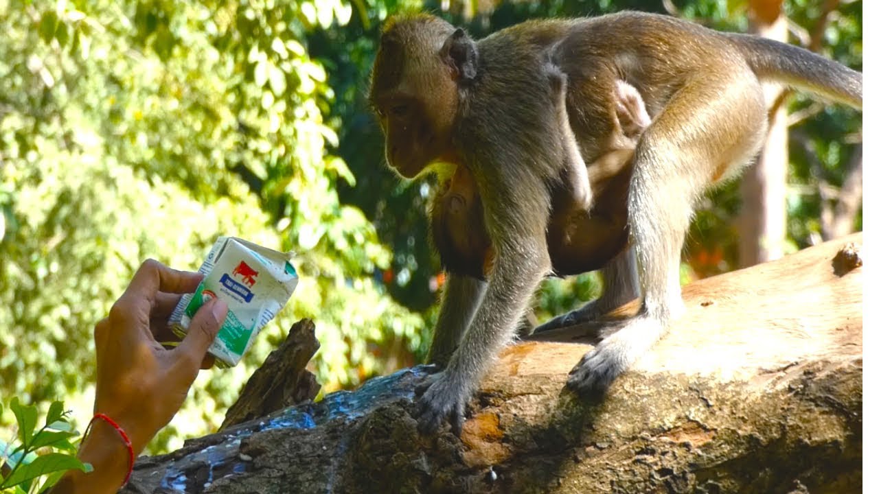 Feeding milk for poor babies Keyla and Kaya they much hungry