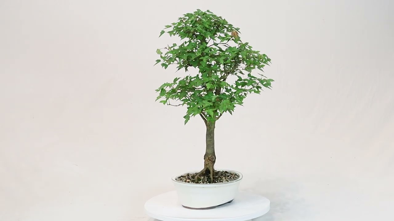 Trident Maple - ST1826TM-L - Brussel's Bonsai