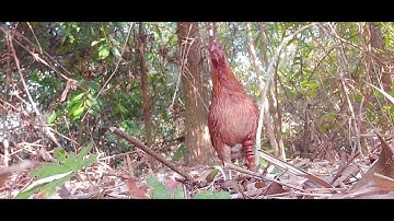 เสียงไก่ต่อเสียงดีมากต่อเข้า100% suab qaib dib  suab zoo dib tuaj zoo.