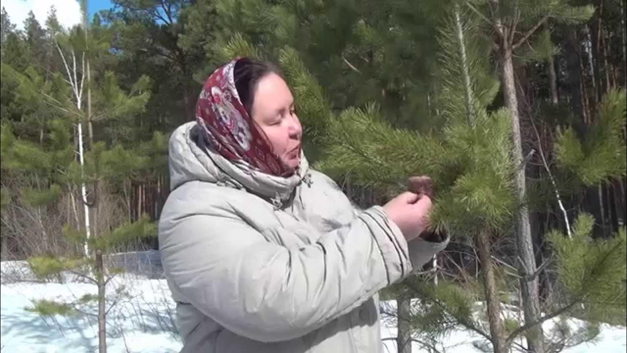СОСНОВЫЕ ПОЧКИ || Полезные свойства и применение - YouTube