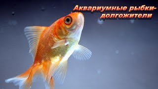 Самые долгоживущие аквариумные рыбки