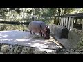 Hippo pooping and laughing!