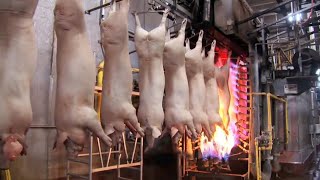 tecnología de cría de cerdos de un millón de dólares - Moderna fábrica de matanza de cerdos