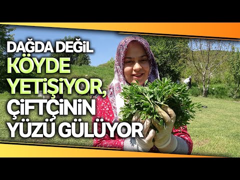 Madımak Otu, Köylülerin Yüzünü Güldüyor