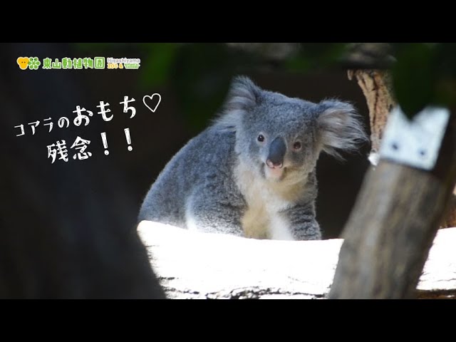 東山動植物園公式】おもち、残念！！《 コアラ 》 - YouTube
