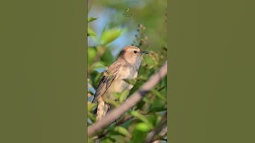 Thumbnail of Soothing Nightingale Song – Relaxing Bird Sounds in Nature #nightingale #birds