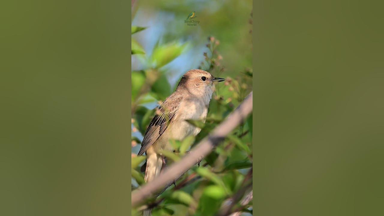 Soothing Nightingale Song – Relaxing Bird Sounds in Nature #nightingale #birds Soothing Nightingale Song – Relaxing Bird Sounds in Nature #nightingale #birds