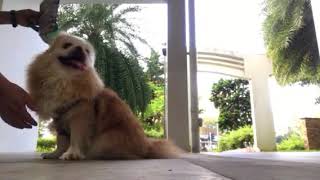 Pekingese mixed breed with Shih Tzu gladly shake hands with Uncle Henry