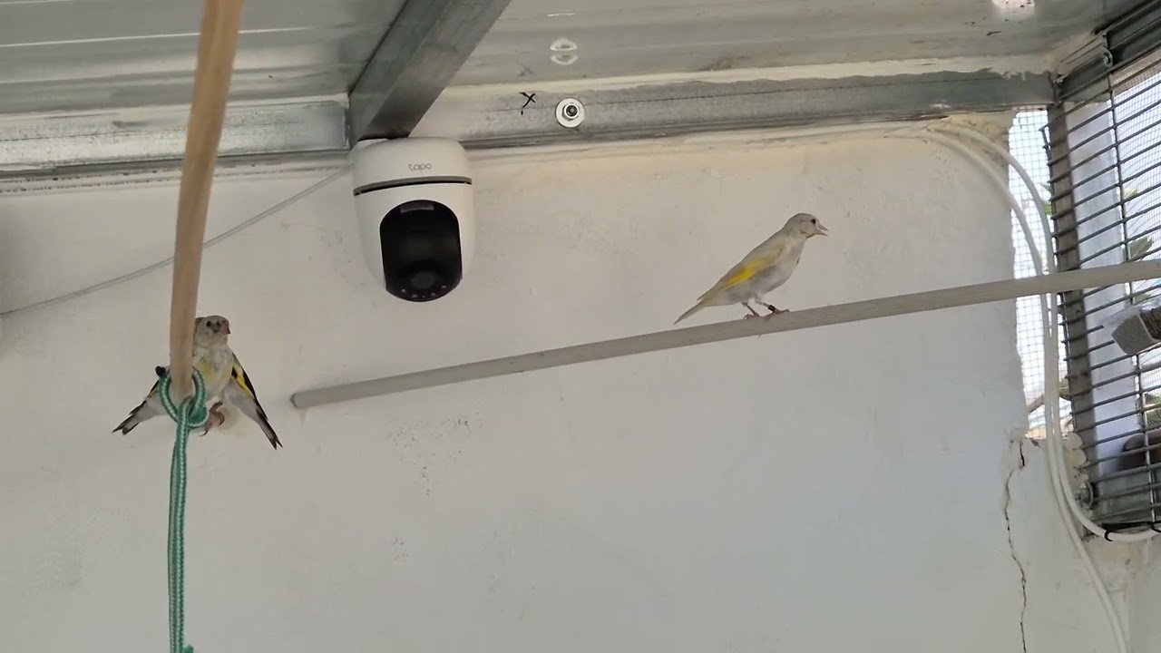 Voladera jilgueros mutados agosto 2025