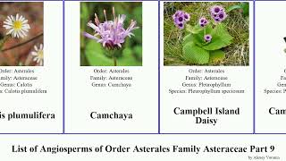 List Of Angiosperms Of Order Asterales Family Asteraceae Part 9 California Calocephalus Calea Tree