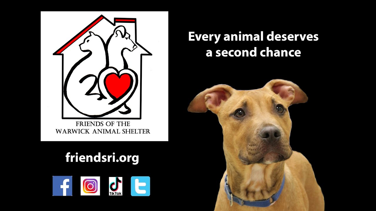Warwick Animal Shelter's Adoptable Animals, 9.20.2022 YouTube