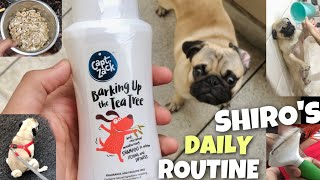 My Pug Daily Routine Diet? Dog Food? Bath Day? | Answering Questions | Pug In India | Pug Puppy
