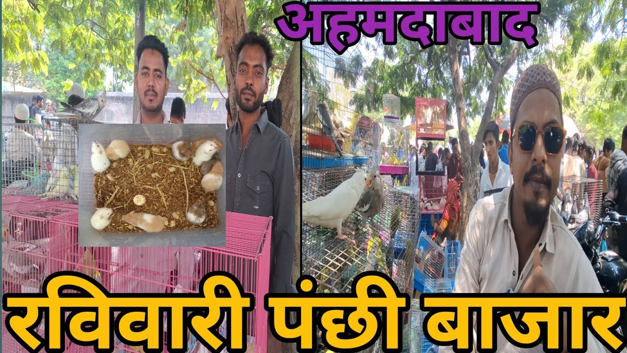 अहमदाबाद रविवारी पंछी  बाजार/Sunday bird's market/Ahmedabad bird's market/Ahmedabad pet market/Ah.