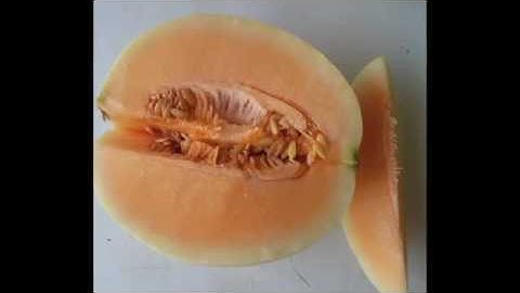 dưa lưới ruột vàng,dưa lưới ruột xanh,dưa lưới ruột camwww thongthaiseeds,com