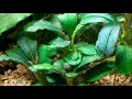 Аквариумные растения.Aquarium 45 l. Bucephalandra Lamandau Round