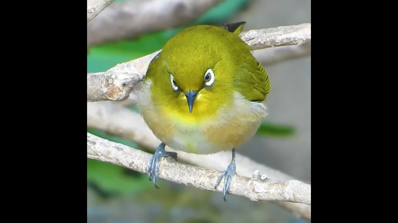 どアップ野鳥撮影 カキカキ可愛いメジロさん まるい鳥 Japanese White Eye Zosterops Japonicus Youtube