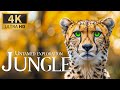 Untamed exploration jungle 4k  relaxing animals documentary with calm piano music  nature movie