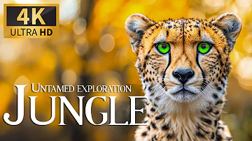 Untamed Exploration Jungle 4K 🦁 Relaxing Animals Documentary with Calm Piano Music & Nature Movie
