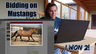 Selecting Mustangs to Bid on... I Won Two! by Sam VanFleet 21,733 views 4 months ago 12 minutes, 4 seconds