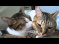 サロン・ド・猫 2匹で毛づくろい ~ぴっち♀とぽっけ♂~ Cats hugging and grooming each other ~Picchi♀&Pokke♂~