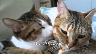 サロン・ド・猫　匹で毛づくろい　ぴっち♀とぽっけ♂　Cats hugging and grooming each other　Picchi♀Pokke♂