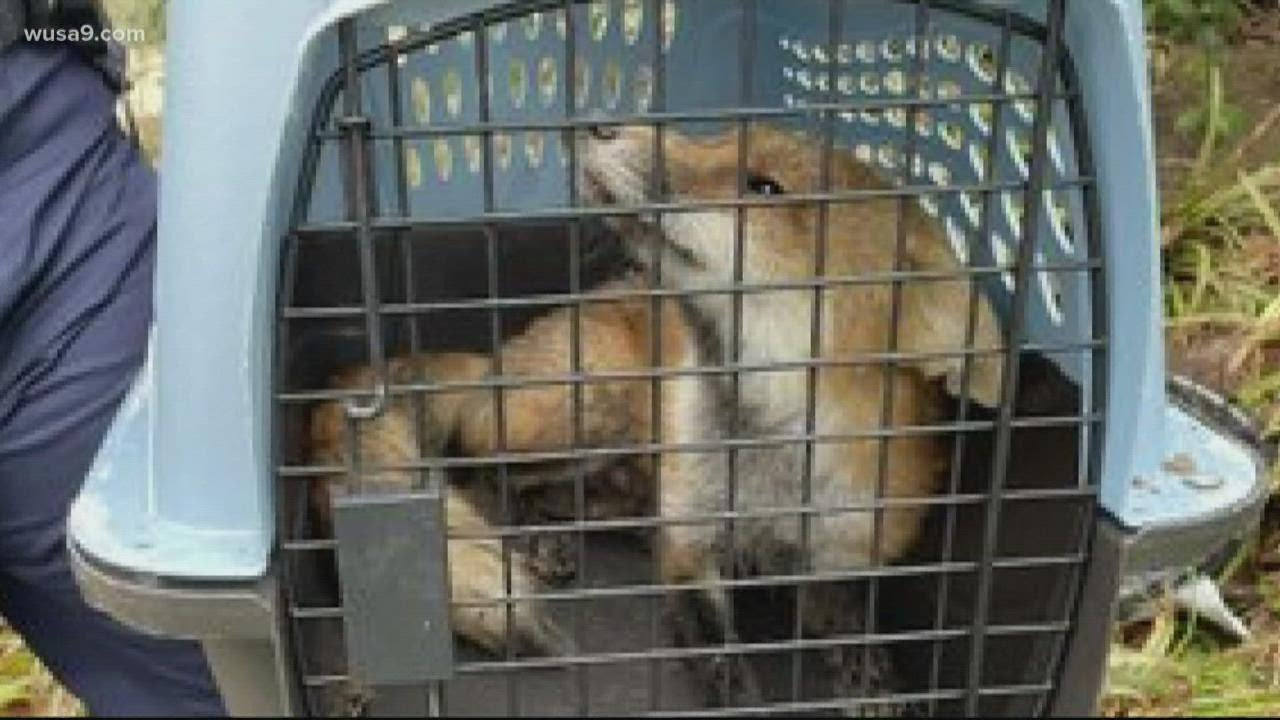 Fox caught on Capitol grounds after reports of attacks