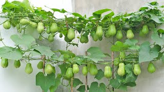 This is the easiest way to grow chayote on the terrace. There are many fruits but no care required