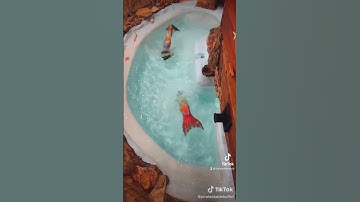 Mermaid show behind the scenes. how do I get in the pool?