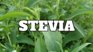 STEVIA - Budidaya dan Peluang Usaha