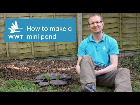 How to make your own mini-pond from a container | WWT