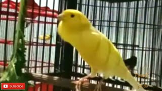 Download Lagu Special canaries are melodious sounds to stimulate the sound of canaries nyaut | канареек па MP3