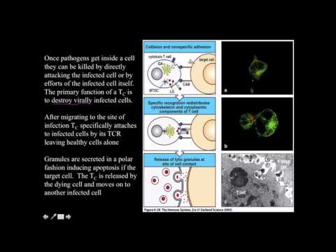 Video: Adenosine Mengasingkan Penindasan Fungsional Dan Metabolik Sel CD8 + T Infiltrip Periferi Dan Tumor